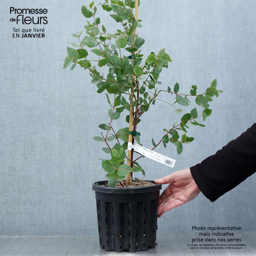 Amostra de Eucalyptus leucoxylon Rosea Vaso de 4 L/5 L tal como entregue no inverno