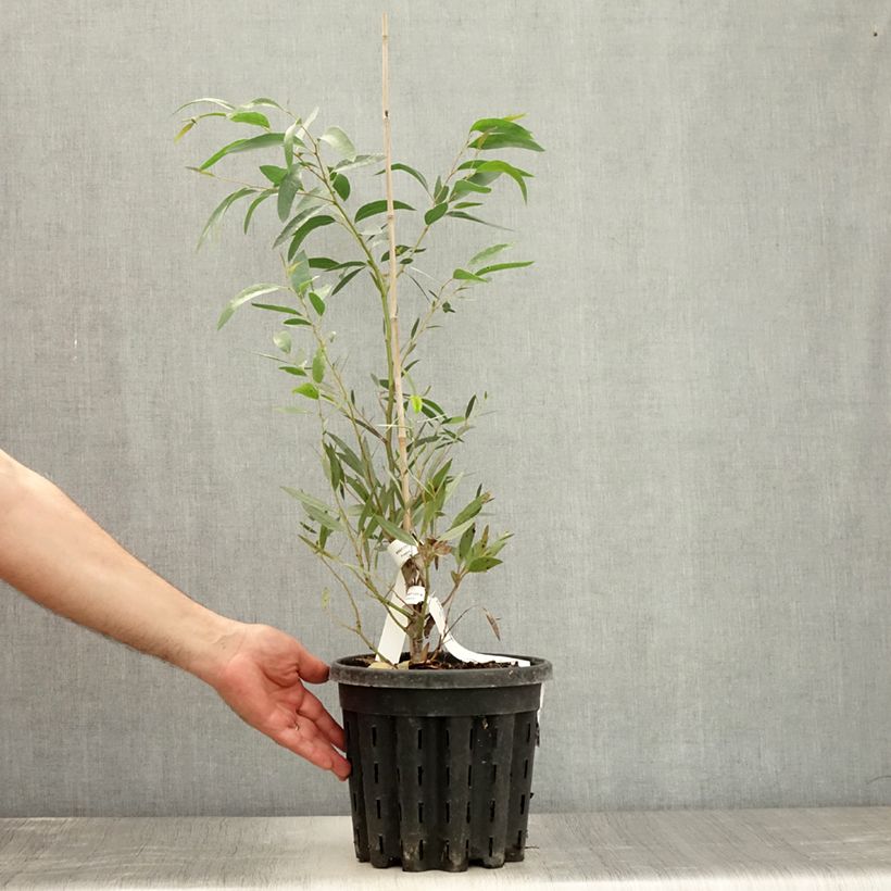 Amostra de Eucalyptus mitchelliana Vaso de 4 L/5 L tal como entregue no verão