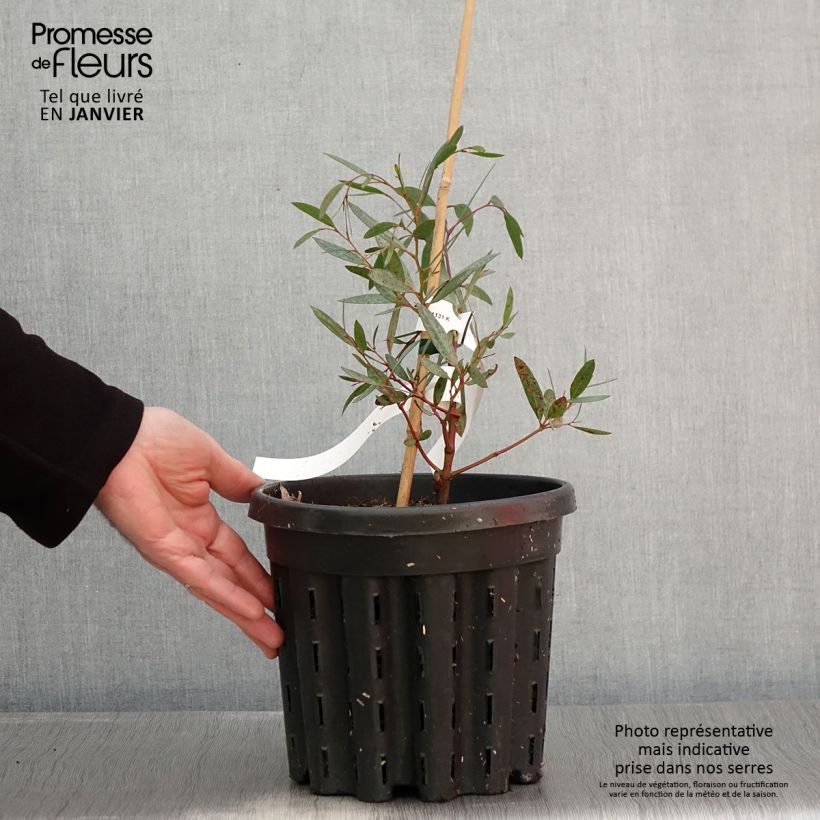 Amostra de Eucalyptus mitchelliana Vaso de 4 L/5 L tal como entregue no inverno
