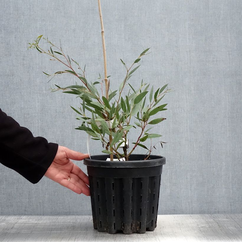 Amostra de Eucalyptus mitchelliana Vaso de 4 L/5 L tal como entregue na primavera