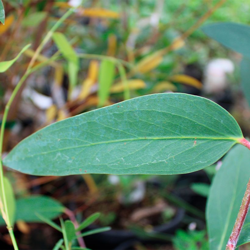 Eucalyptus mitchelliana (Folhagem)