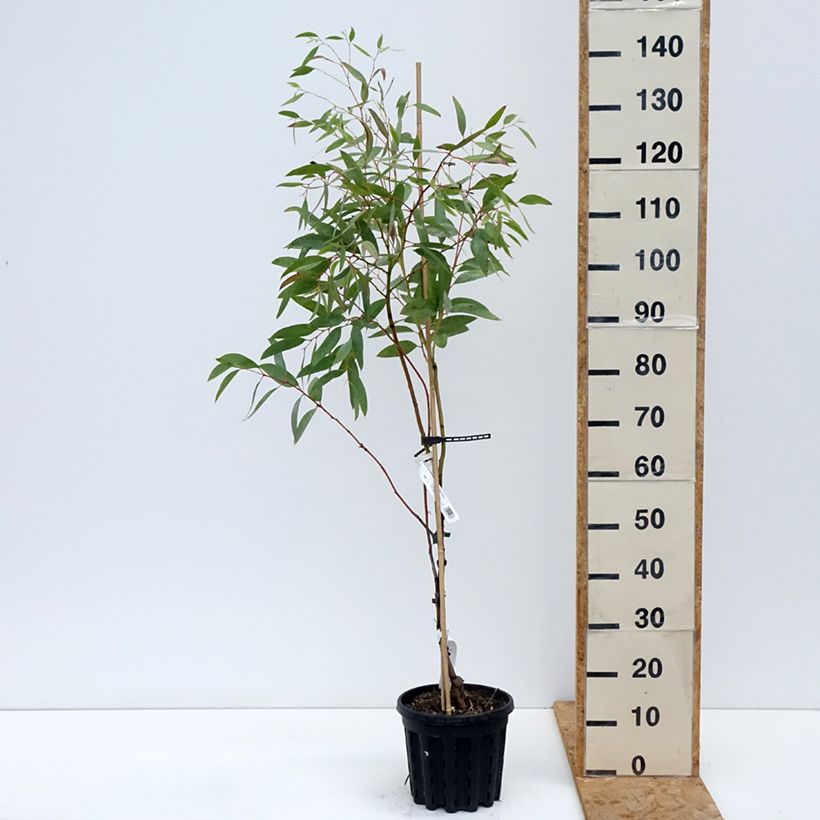 Amostra de Eucalyptus mitchelliana Vaso de 4 L/5 L tal como entregue no outono