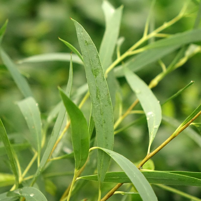 Eucalyptus moorei subsp. moorei (Folhagem)