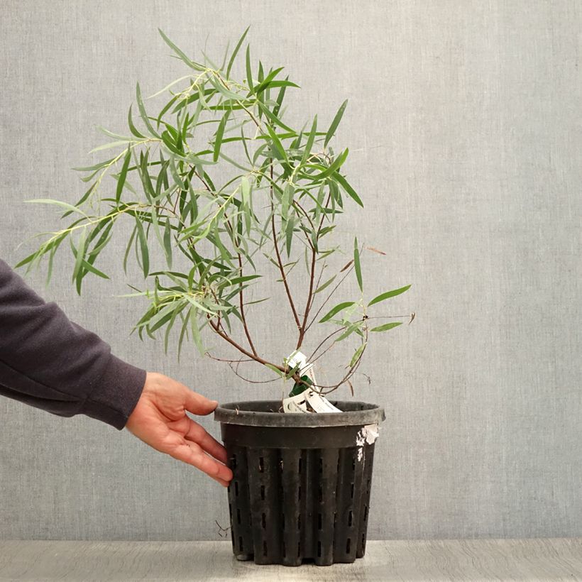 Amostra de Eucalyptus moorei subsp. moorei Vaso de 4 L/5 L tal como entregue no verão
