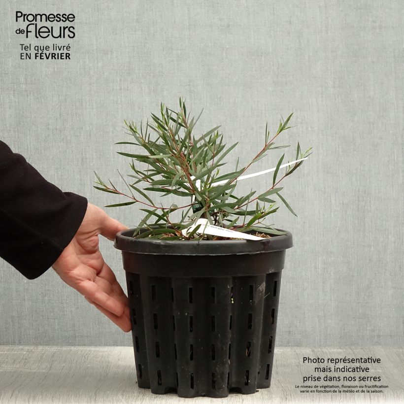 Amostra de Eucalyptus moorei subsp. moorei Vaso de 4 L/5 L tal como entregue no inverno
