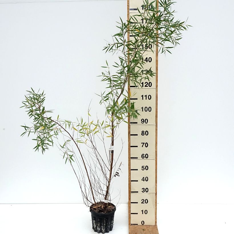 Amostra de Eucalyptus moorei subsp. moorei Vaso de 4 L/5 L tal como entregue no outono