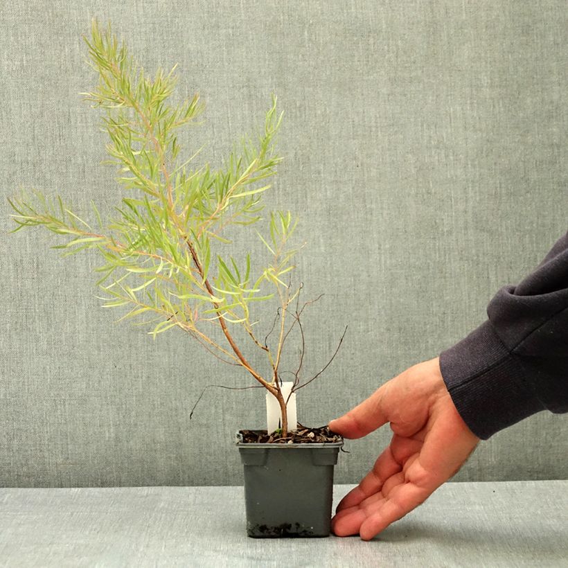 Amostra de Eucalyptus nicholii Vaso de 8/9 cm tal como entregue no verão