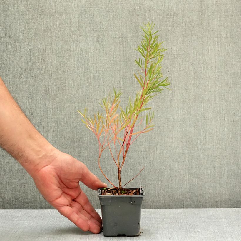 Amostra de Eucalyptus nicholii Vaso de 8/9 cm tal como entregue na primavera