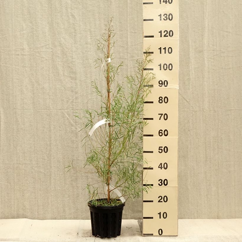 Amostra de Eucalyptus nicholii Vaso de 4 L/5 L tal como entregue no outono