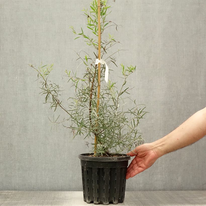 Amostra de Eucalyptus nicholii Vaso de 4 L/5 L tal como entregue no verão
