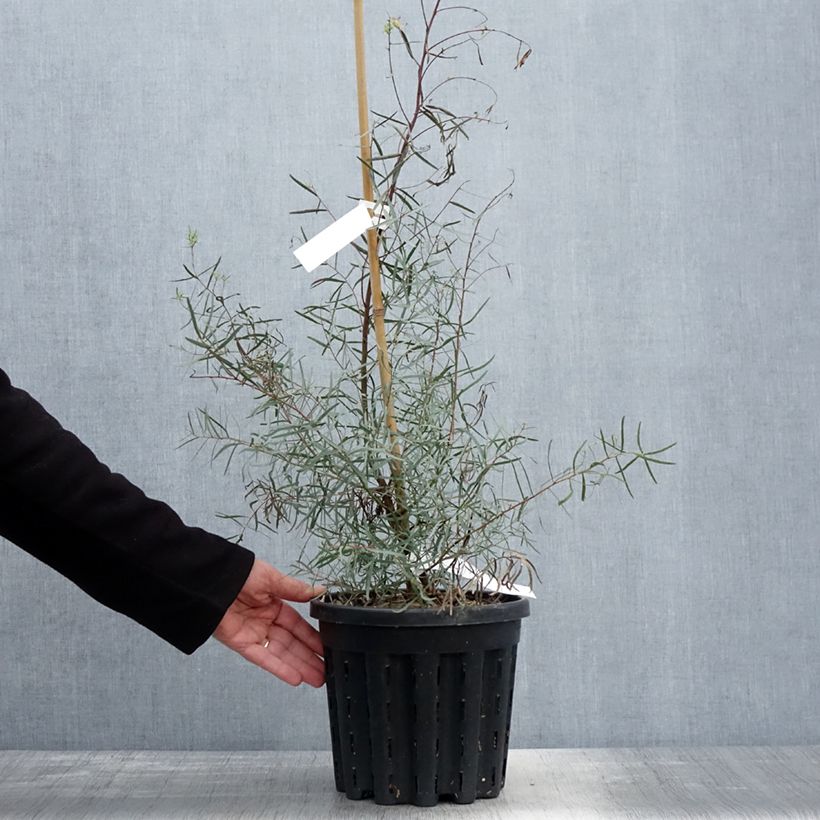 Amostra de Eucalyptus nicholii Vaso de 4 L/5 L tal como entregue na primavera