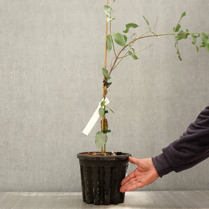 Amostra de Eucalyptus nitens - Gommier brillant Pot de 4L/5L, Pot anti-chignon tal como entregue no outono