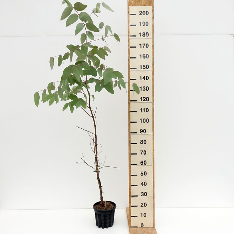 Amostra de Eucalyptus nitens Vaso de 4 L/5 L tal como entregue no verão