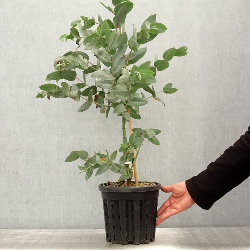 Amostra de Eucalyptus nitens Vaso de 4 L/5 L tal como entregue na primavera