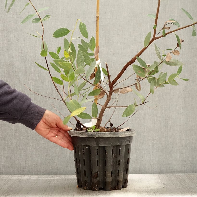 Amostra de Eucalyptus nitida Vaso de 4 L/5 L tal como entregue no outono