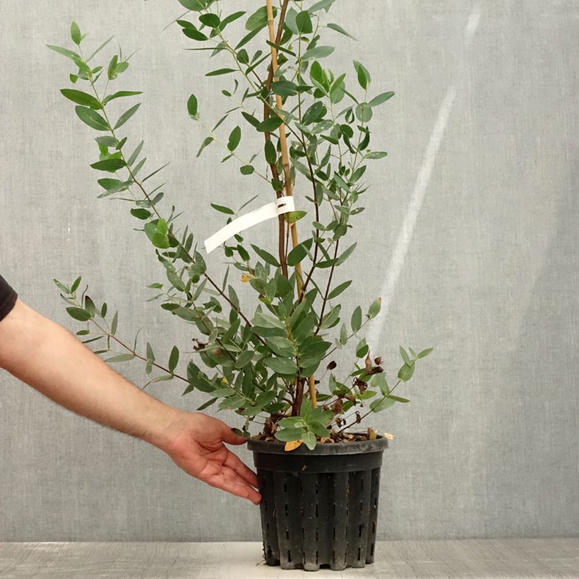 Amostra de Eucalyptus nitida Vaso de 4 L/5 L tal como entregue no verão