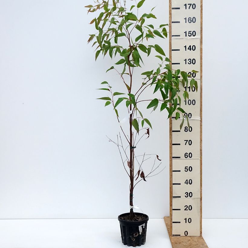 Amostra de Eucalyptus obliqua Vaso de 4 L/5 L tal como entregue no outono