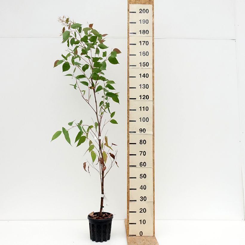 Amostra de Eucalyptus obliqua Vaso de 4 L/5 L tal como entregue no verão