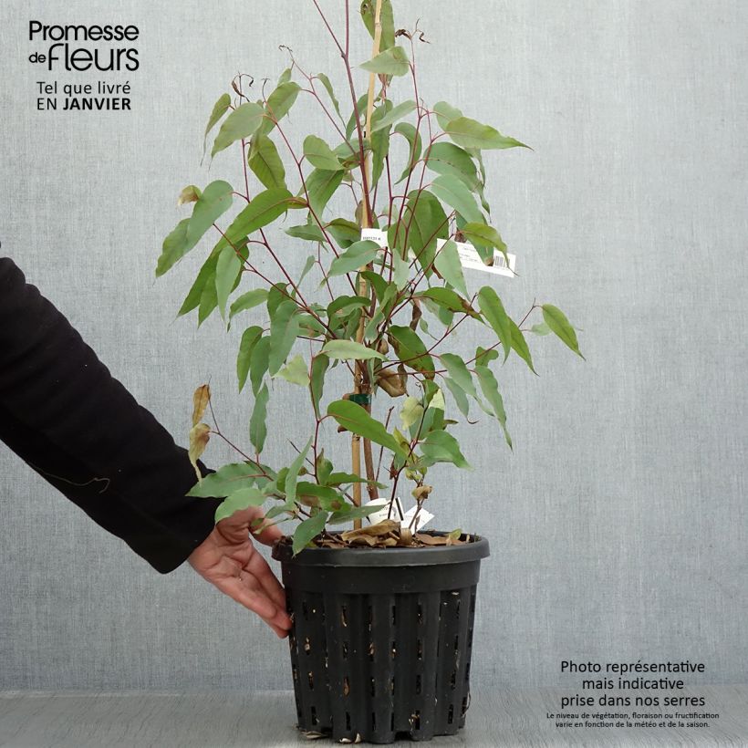 Amostra de Eucalyptus obliqua - Eucalyptus géant Vaso de 4 L/5 L tal como entregue no inverno