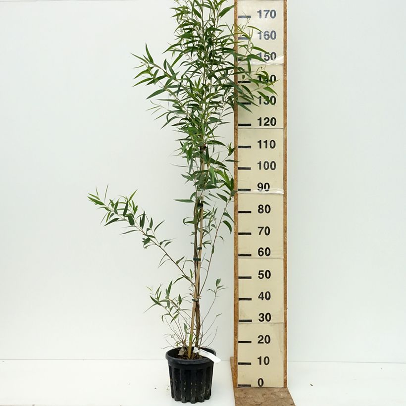 Amostra de Eucalyptus paliformis - Eucalipto Vaso de 4 L/5 L tal como entregue no verão