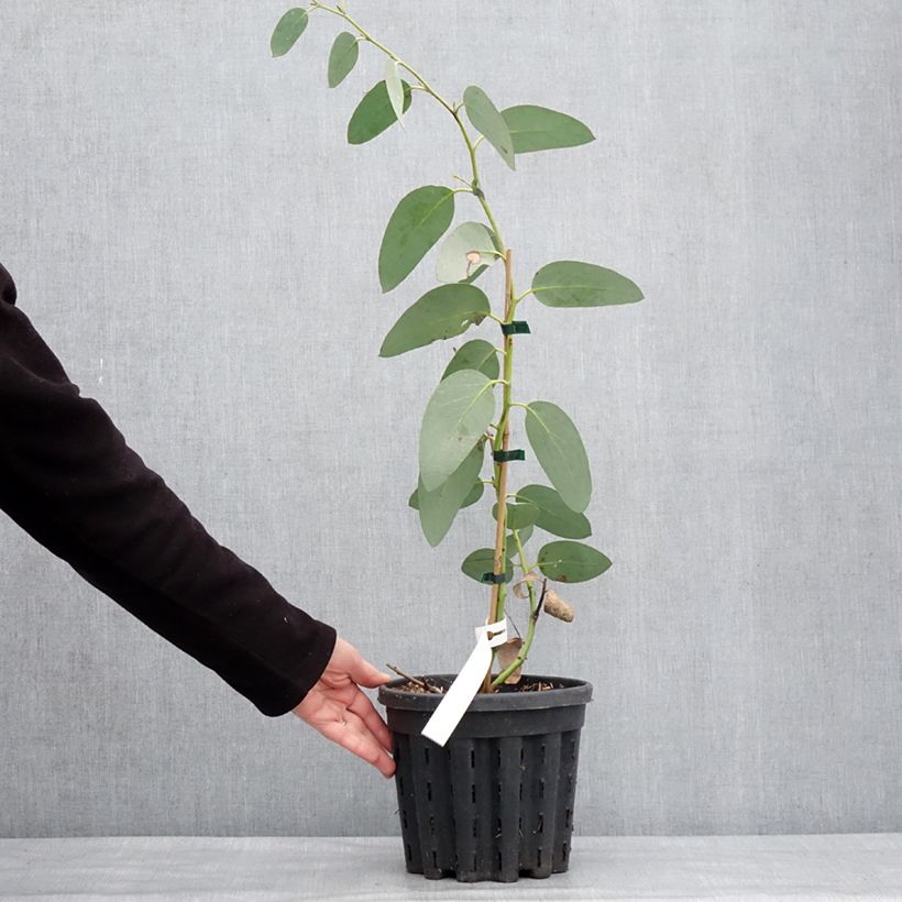 Amostra de Eucalyptus pauciflora subsp. hedraia Falls Creek - Gommier des neiges Vaso de 4 L/5 L tal como entregue no inverno