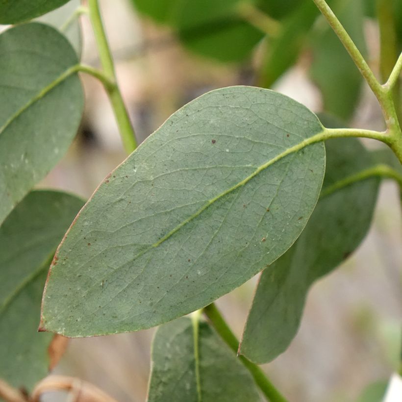 Eucalyptus pauciflora subsp. hedraia Falls Creek (Folhagem)
