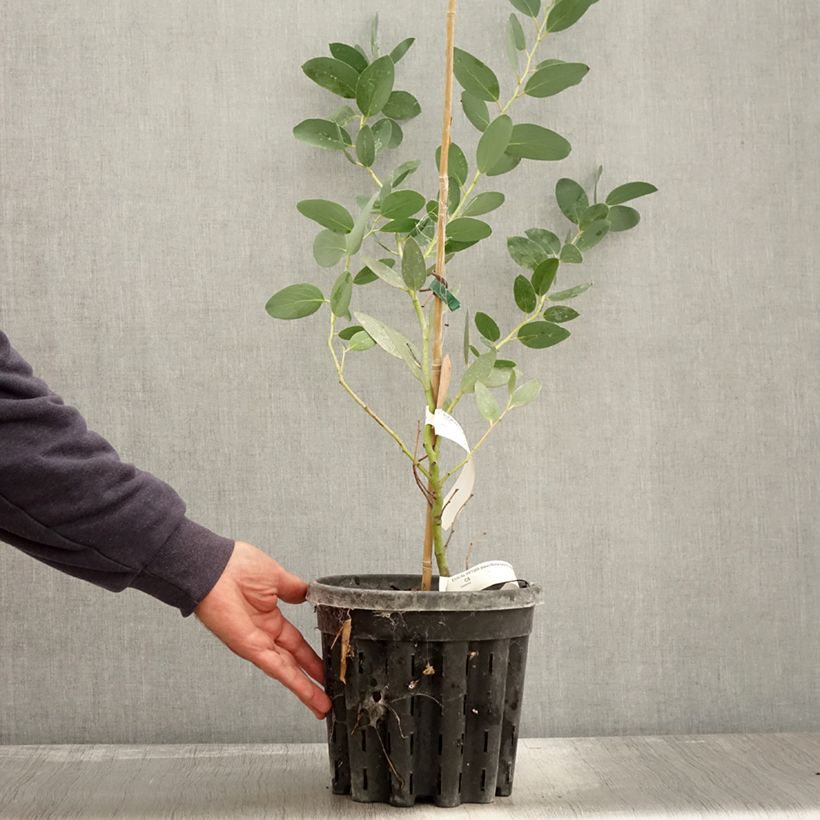 Amostra de Eucalyptus pauciflora subsp. niphophila Mt Bogong Vaso de 4 L/5 L tal como entregue no outono