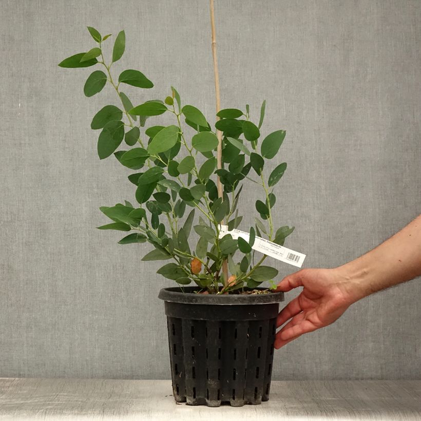 Amostra de Eucalyptus pauciflora subsp. niphophila Mt Bogong Vaso de 4 L/5 L tal como entregue no verão