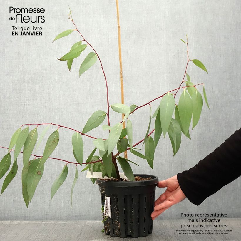 Amostra de Eucalyptus pauciflora subsp. niphophila Mt Bogong Vaso de 4 L/5 L tal como entregue no inverno