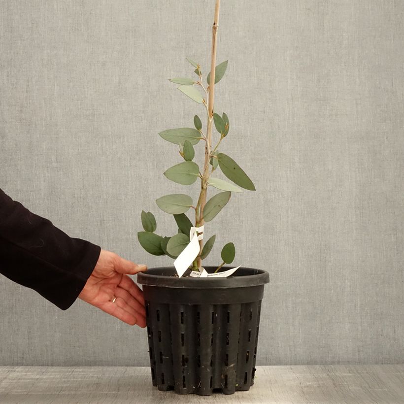 Amostra de Eucalyptus pauciflora subsp. niphophila Mt Bogong Vaso de 4 L/5 L tal como entregue na primavera