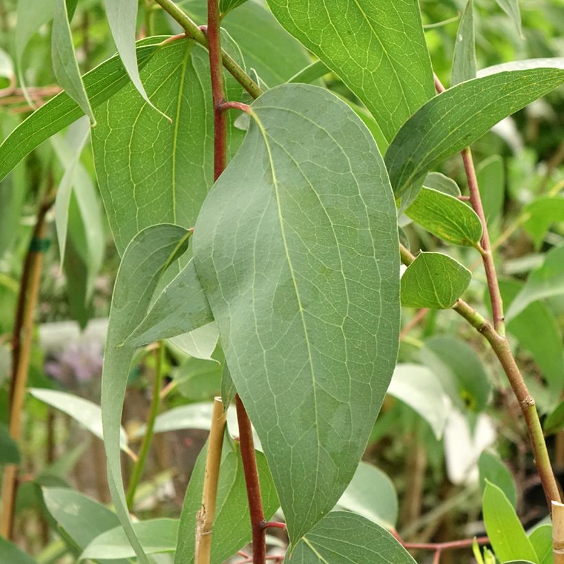 Eucalyptus pauciflora subsp. pauciflora Adaminaby (Folhagem)