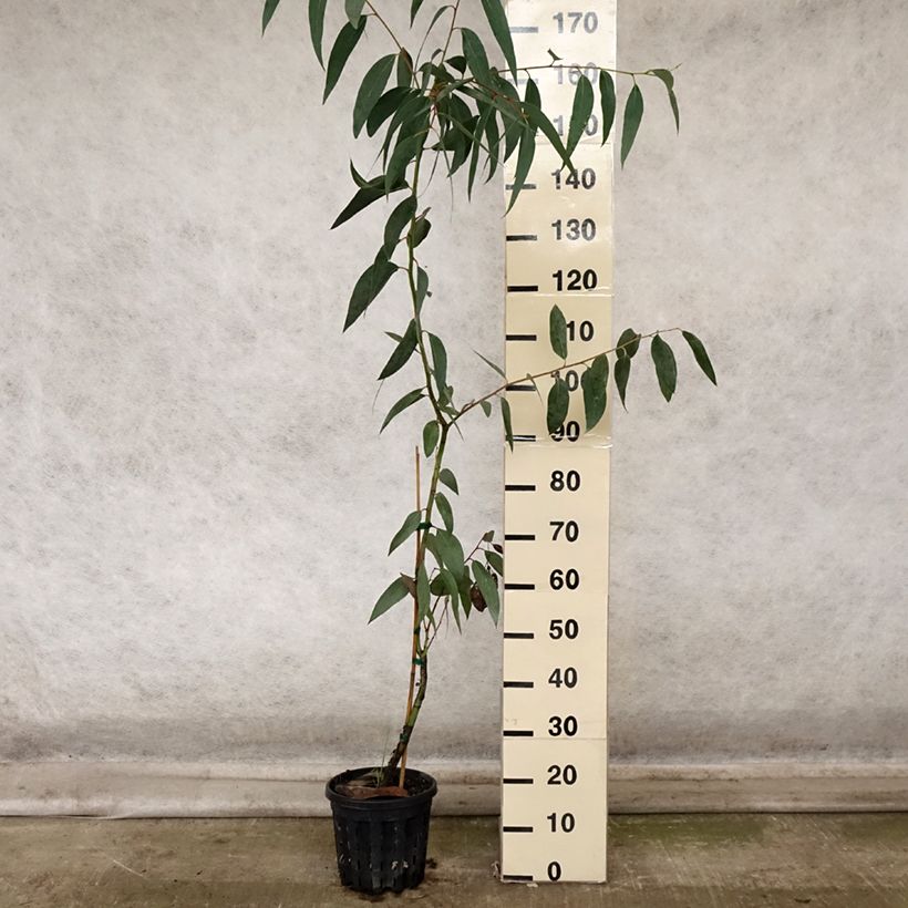 Amostra de Eucalyptus pauciflora subsp. pauciflora Adaminaby Vaso de 4 L/5 L tal como entregue no outono