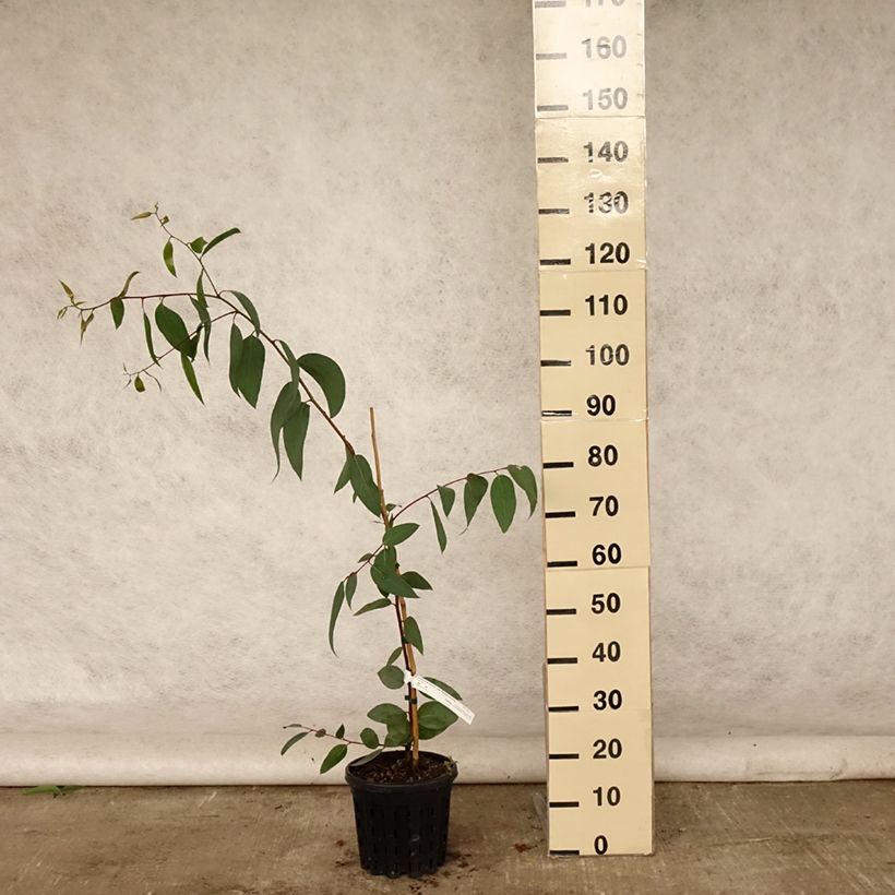 Amostra de Eucalyptus pauciflora subsp. pauciflora Adaminaby Vaso de 4 L/5 L tal como entregue no verão