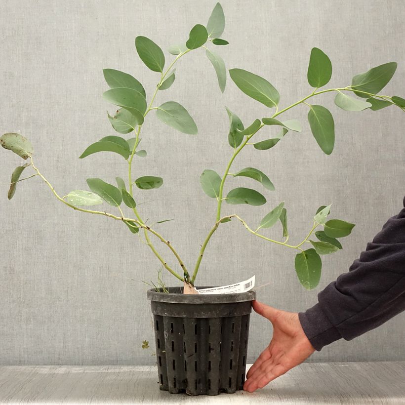 Amostra de Eucalyptus pauciflora subsp. pauciflora Buffalo Vaso de 4 L/5 L tal como entregue no outono
