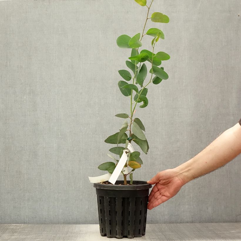 Amostra de Eucalyptus pauciflora subsp. pauciflora Buffalo Vaso de 4 L/5 L tal como entregue no verão