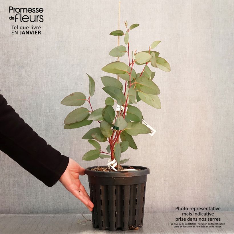Amostra de Eucalyptus pauciflora subsp. pauciflora Buffalo - Gommier des neiges Vaso de 4 L/5 L tal como entregue no inverno