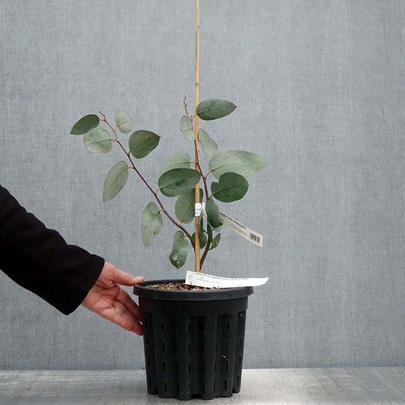 Amostra de Eucalyptus pauciflora subsp. pauciflora Buffalo Vaso de 4 L/5 L tal como entregue na primavera