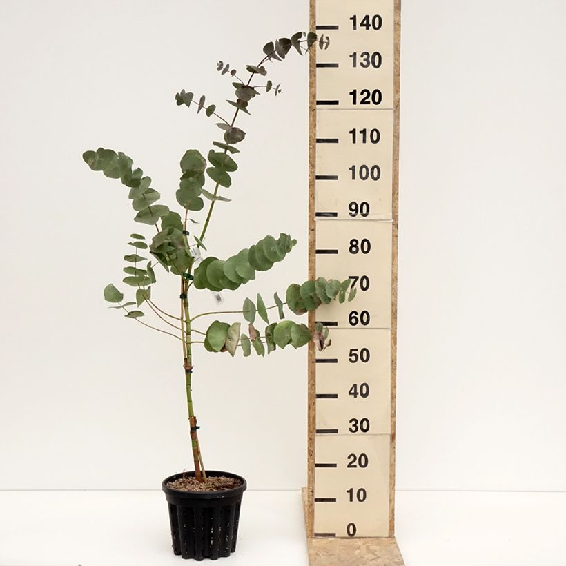 Amostra de Eucalyptus perriniana Vaso de 4 L/5 L tal como entregue no inverno