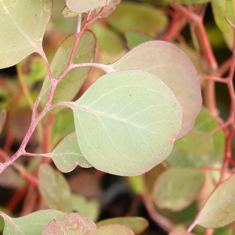 Eucalyptus polyanthemos (Folhagem)