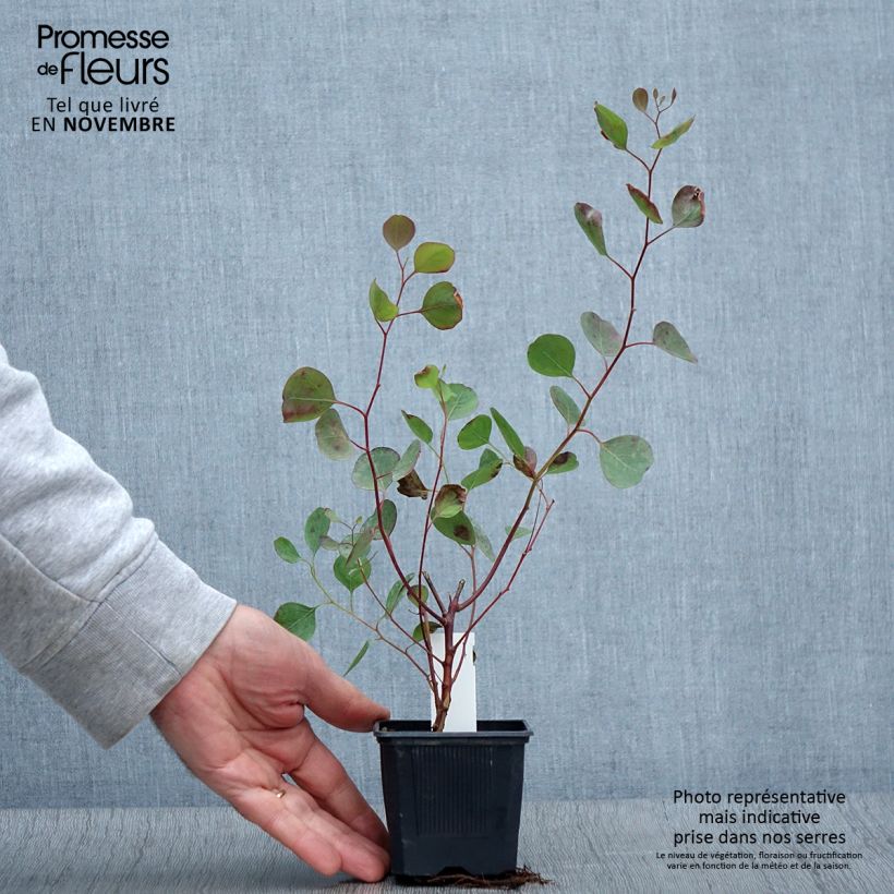 Amostra de Eucalyptus polyanthemos Vaso de 8/9 cm tal como entregue no outono
