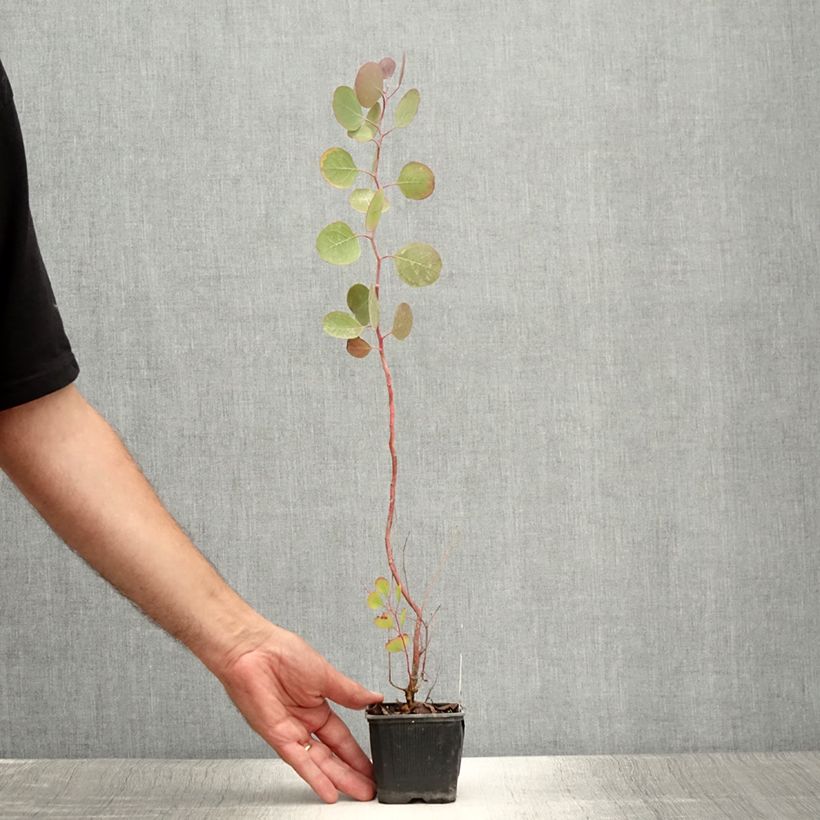 Amostra de Eucalyptus polyanthemos Vaso de 8/9 cm tal como entregue no verão