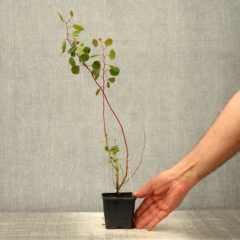 Amostra de Eucalyptus polyanthemos Vaso de 8/9 cm tal como entregue na primavera