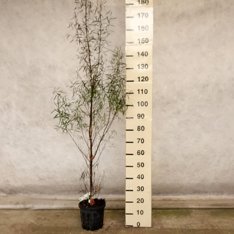 Amostra de Eucalyptus pulchella Vaso de 4 L/5 L tal como entregue no outono