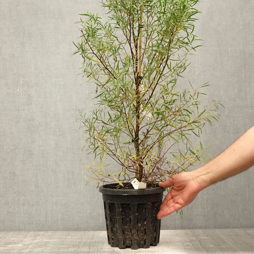 Amostra de Eucalyptus pulchella Vaso de 4 L/5 L tal como entregue no verão