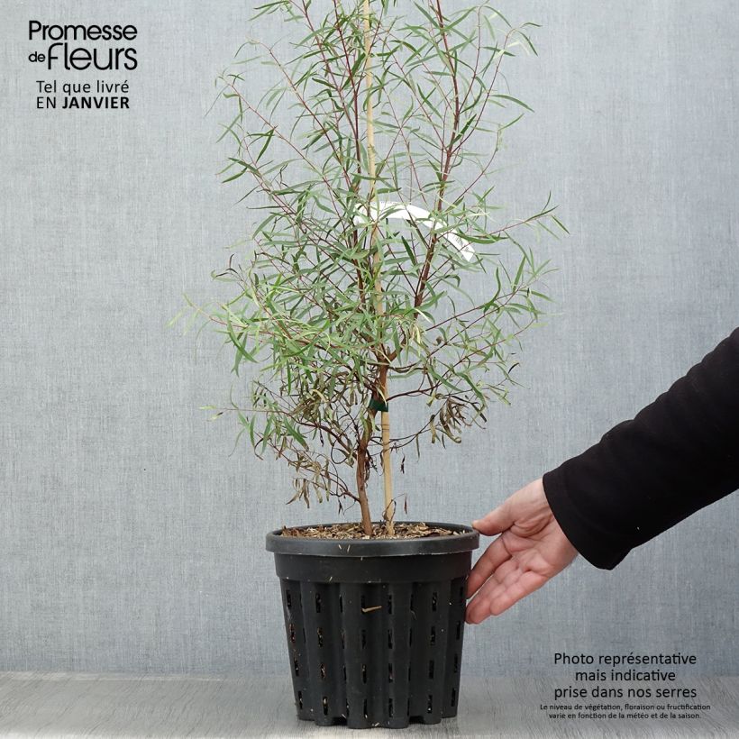 Amostra de Eucalyptus pulchella - Gommier menthe poivrée blanche Vaso de 4 L/5 L tal como entregue no inverno
