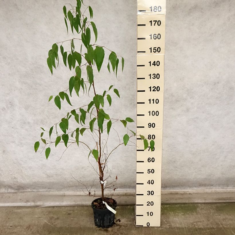 Amostra de Eucalyptus regnans Vaso de 4 L/5 L tal como entregue no outono