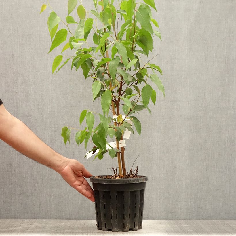 Amostra de Eucalyptus regnans Vaso de 4 L/5 L tal como entregue no verão