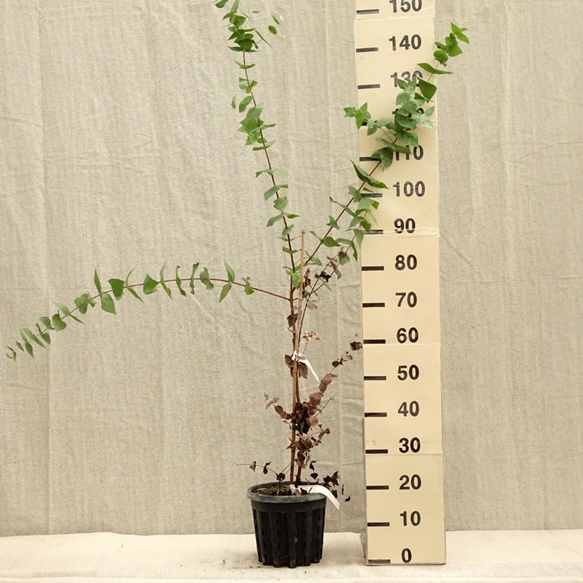Amostra de Eucalyptus risdonii Vaso de 4 L/5 L tal como entregue no outono