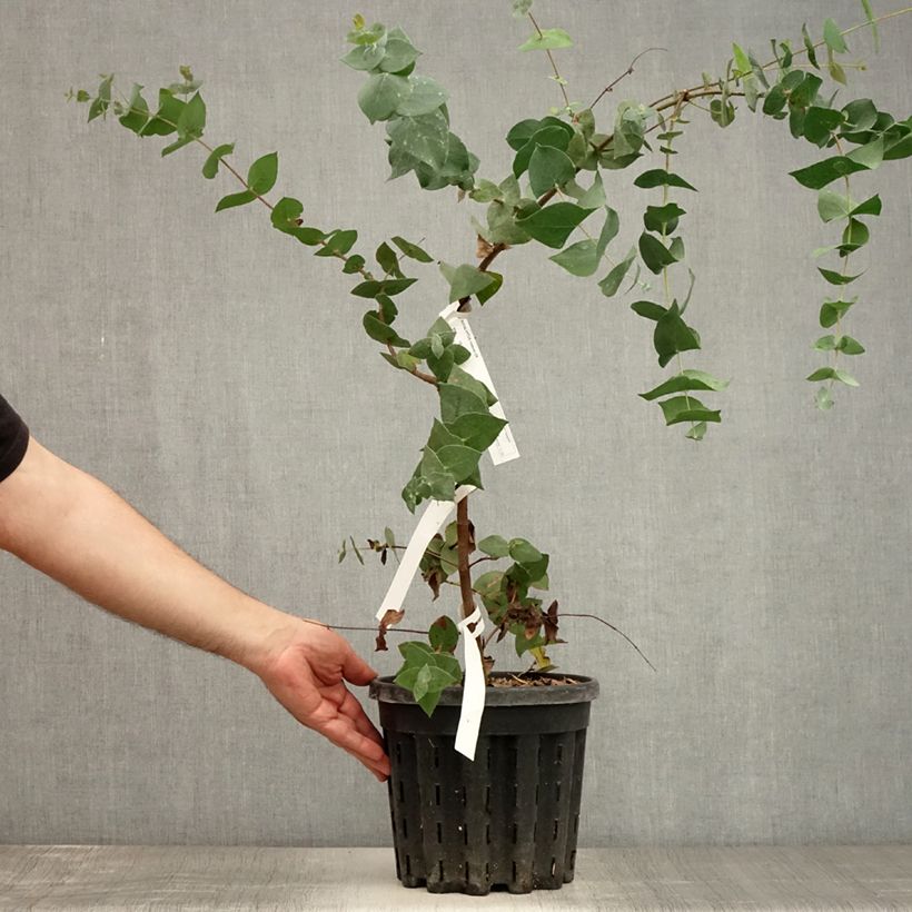 Amostra de Eucalyptus risdonii Vaso de 4 L/5 L tal como entregue no verão