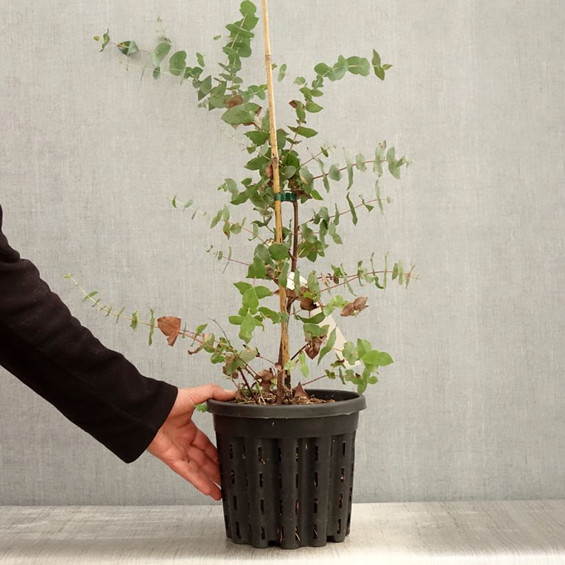 Amostra de Eucalyptus risdonii Vaso de 4 L/5 L tal como entregue na primavera